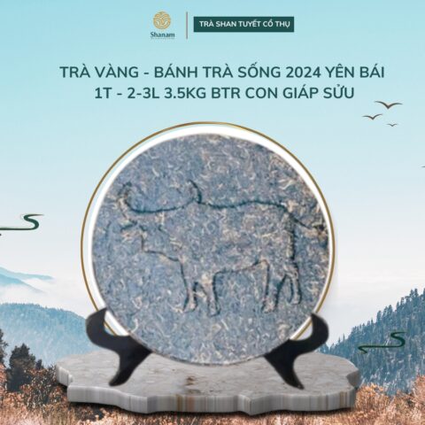 TRÀ VÀNG - BÁNH TRÀ SỐNG 2024 YÊN BÁI 1T - 2-3L 3.5KG BTR CON GIÁP SỬU