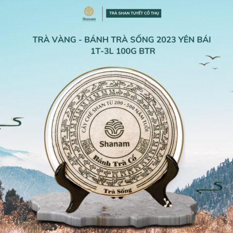 TRÀ VÀNG - BÁNH TRÀ SỐNG 2023 YÊN BÁI 1T-3L 100G BTR HỘP IVORY
