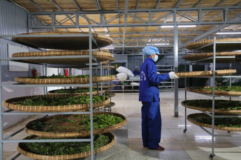 BẠCH TRÀ THIÊN TÀ XÙA HỘP 80G - Hình ảnh 11