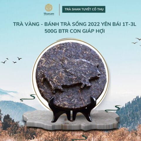 TRÀ VÀNG - BÁNH TRÀ SỐNG 2022 YÊN BÁI 1T-3L 500G BTR CON GIÁP HỢI