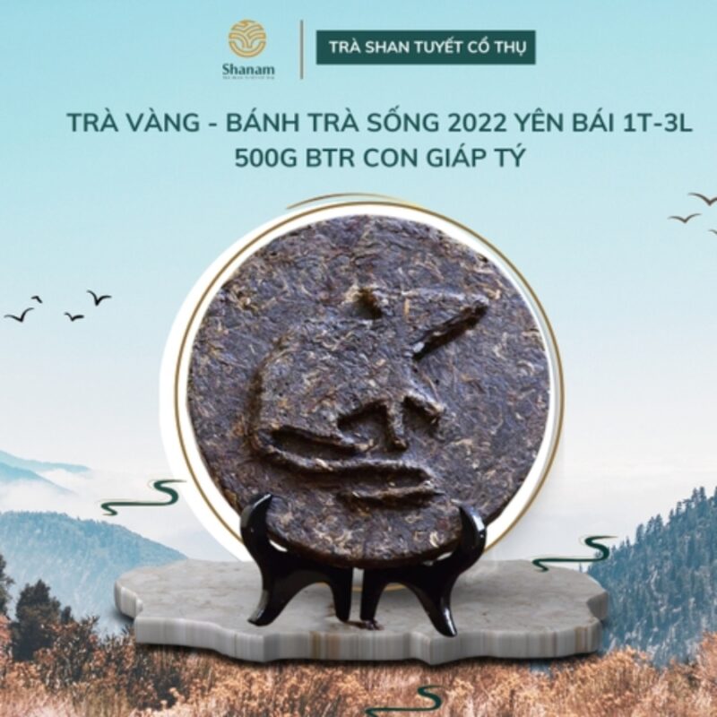 TRÀ VÀNG - BÁNH TRÀ SỐNG 2022 YÊN BÁI 1T-3L 500G BTR CON GIÁP TÝ