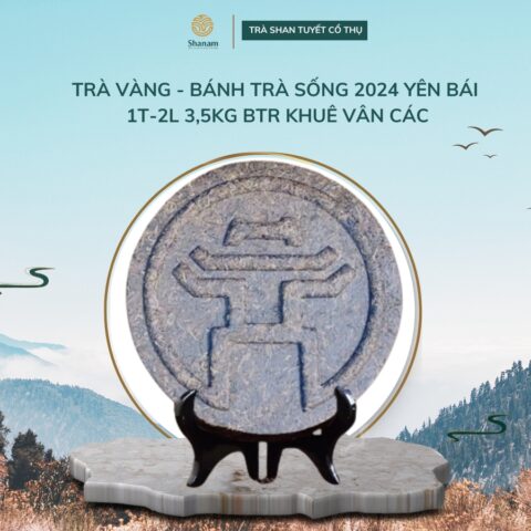 TRÀ VÀNG - BÁNH TRÀ SỐNG 2024 YÊN BÁI 1T-2L 3,5KG BTR KHUÊ VÂN CÁC