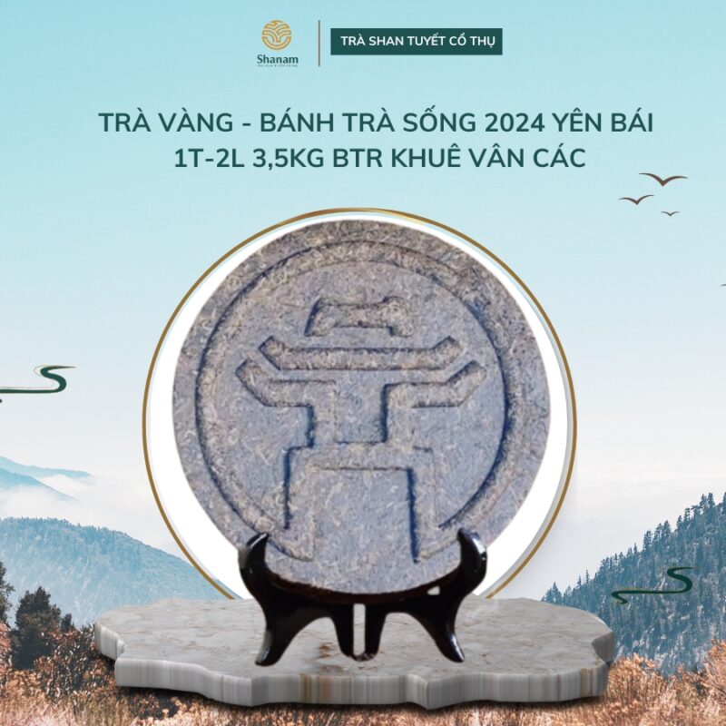 TRÀ VÀNG - BÁNH TRÀ SỐNG 2024 YÊN BÁI 1T-2L 3,5KG BTR KHUÊ VÂN CÁC