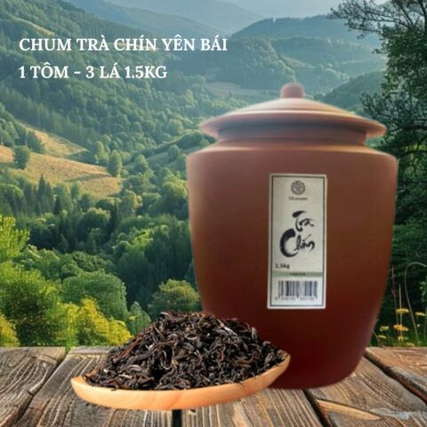 CHUM TRÀ CHÍN YÊN BÁI 1 TÔM -3 LÁ 1.5KG