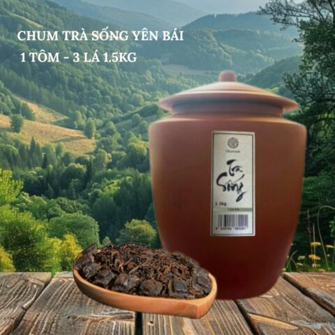 CHUM TRÀ SỐNG YÊN BÁI 1 TÔM - 3 LÁ 1.5KG