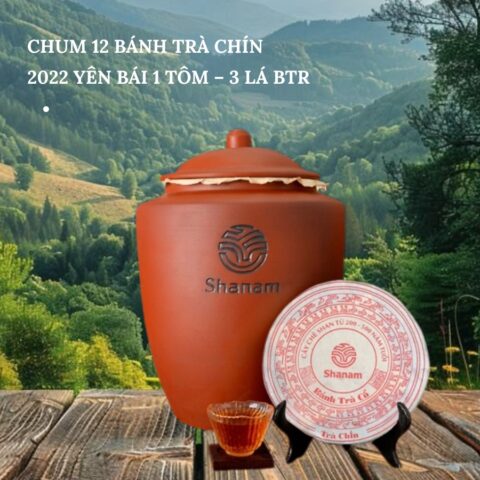 TRÀ VÀNG - CHUM 12 BÁNH TRÀ CHÍN 2022 YÊN BÁI 1 TÔM - 3 LÁ BTR