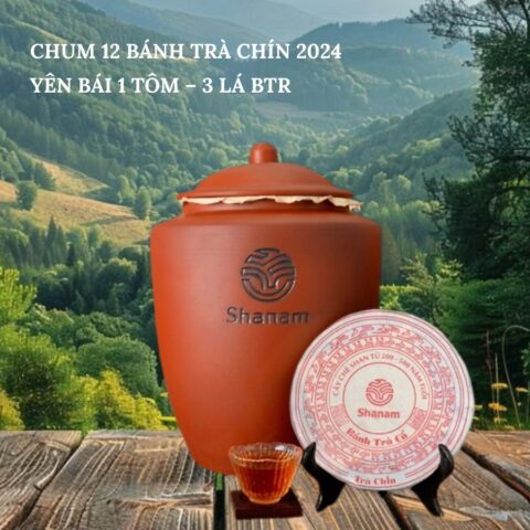 TRÀ VÀNG - CHUM 12 BÁNH TRÀ CHÍN 2024 YÊN BÁI 1 TÔM - 3 LÁ BTR