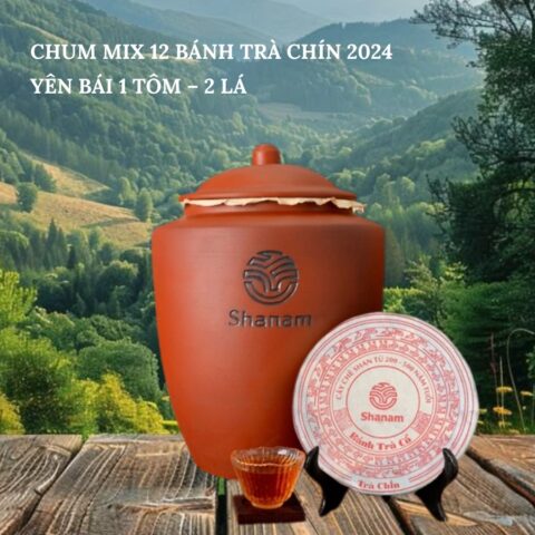 TRÀ VÀNG - CHUM MIX 12 BÁNH TRÀ CHÍN 2024 YÊN BÁI 1 TÔM - 2 LÁ