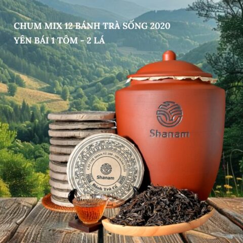TRÀ VÀNG - CHUM MIX 12 BÁNH TRÀ SỐNG 2020 YÊN BÁI 1 TÔM - 2 LÁ