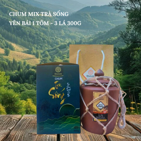 TRÀ VÀNG - CHUM MIX TRÀ SỐNG YÊN BÁI 1 TÔM - 3 LÁ 300G