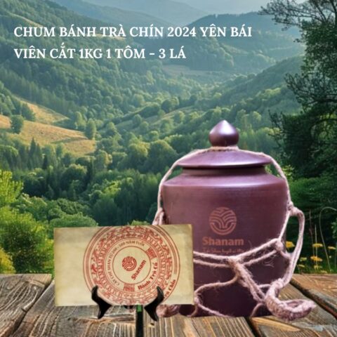CHUM BÁNH TRÀ CHÍN 2024 YÊN BÁI VIÊN CẮT 1KG 1 TÔM - 3 LÁ