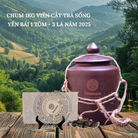 CHUM 1KG VIÊN CẮT TRÀ SỐNG YÊN BÁI 1 TÔM - 3 LÁ NĂM 2025