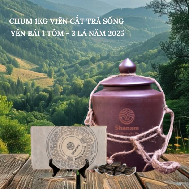 CHUM 1KG VIÊN CẮT TRÀ SỐNG YÊN BÁI 1 TÔM - 3 LÁ NĂM 2025