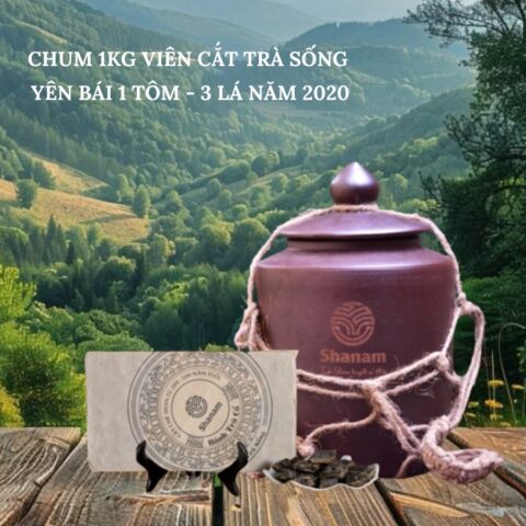 CHUM 1KG VIÊN CẮT TRÀ SỐNG YÊN BÁI 1 TÔM - 3 LÁ NĂM 2020