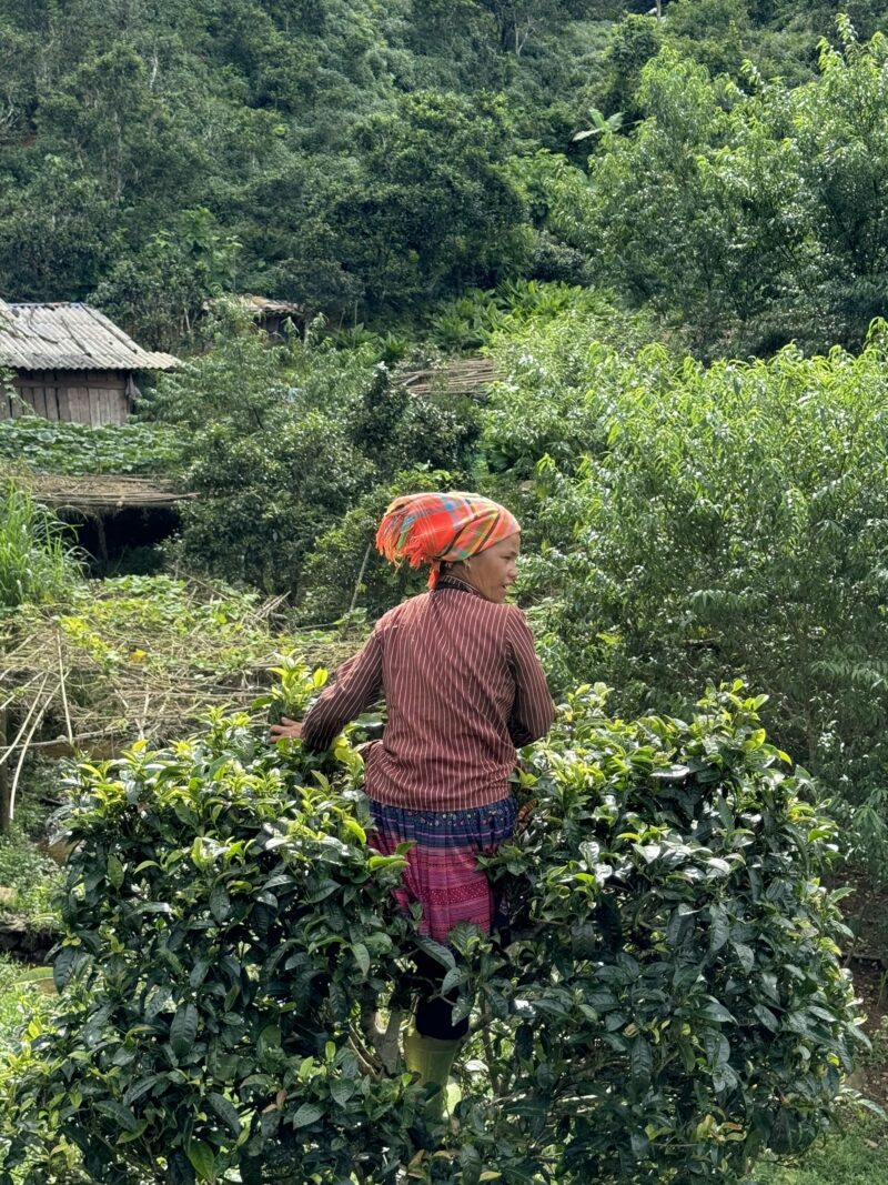 BẠCH TRÀ THIÊN TÀ XÙA HỘP 80G - Hình ảnh 9