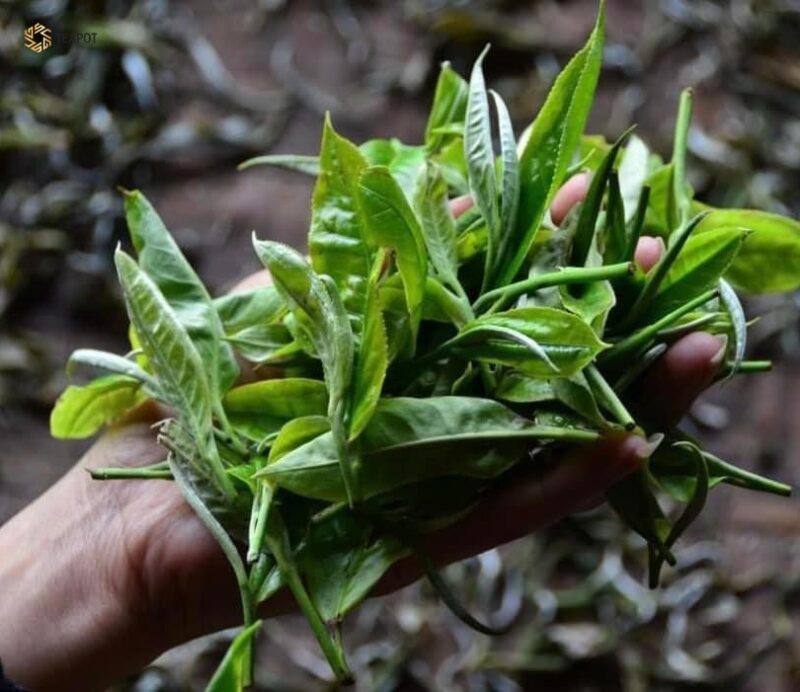 BẠCH TRÀ THIÊN TÀ XÙA HỘP 80G - Hình ảnh 8