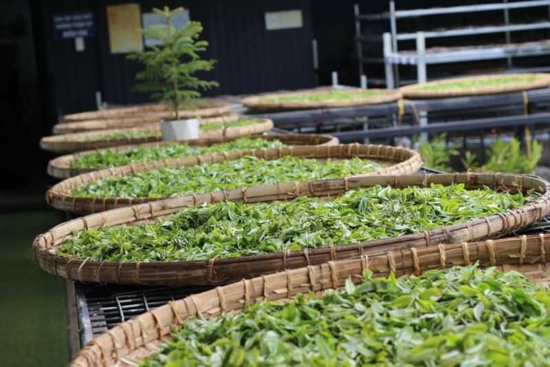 BẠCH TRÀ THIÊN TÀ XÙA HỘP 80G - Hình ảnh 10